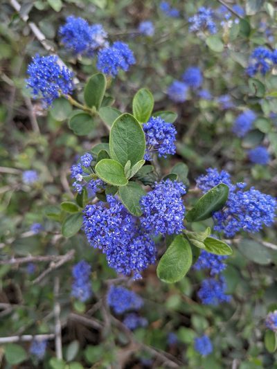 Ceanothus lemmonii, photographed by Trevor Van Loon