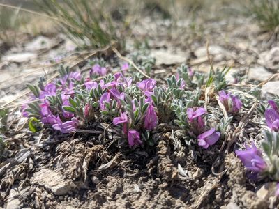 Astragalus tridactylicus, photographed by Alaina Krakowiak