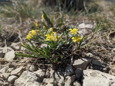 Physaria bellii, photographed by Alaina Krakowiak