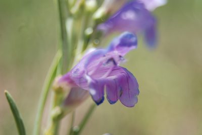 Penstemon virgatus, photographed by Loren Cassin Sackett