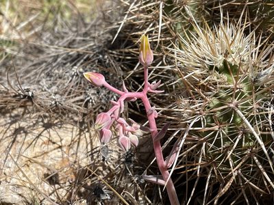 Dudleya saxosa, photographed by Henrik Kibak