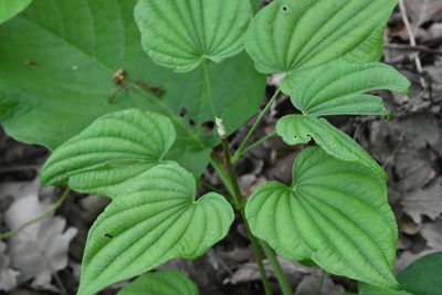 Dioscorea caucasica, photographed by Марина Садыкова