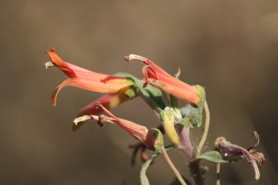 Lobelia laxiflora, photographed by Luis F. Ramírez