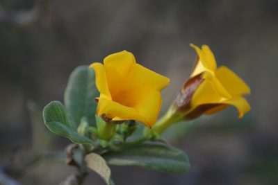 Cascabela ovata, photographed by Luis F. Ramírez