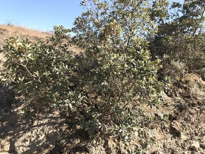 Comarostaphylis diversifolia, photographed by Kylie Etter