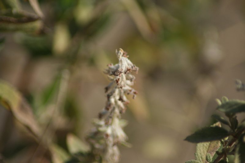 Condea albida, photographed by Luis F. Ramírez