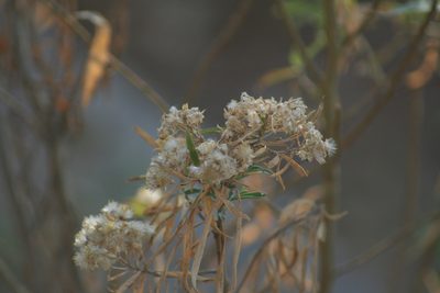 Barkleyanthus salicifolius, photographed by Luis F. Ramírez