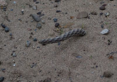 Pterocactus tuberosus, photographed by veonatura