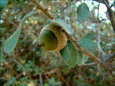 Quercus aucheri, photographed by katunchik