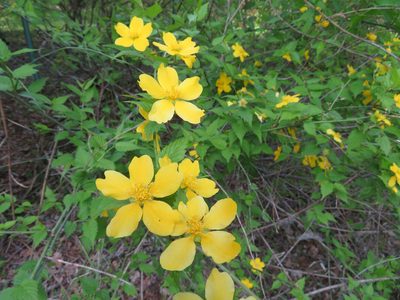 Kerria japonica, photographed by Marco Mussita