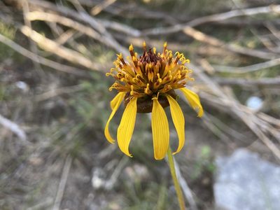 Tetragonotheca texana, photographed by Reid Hardin