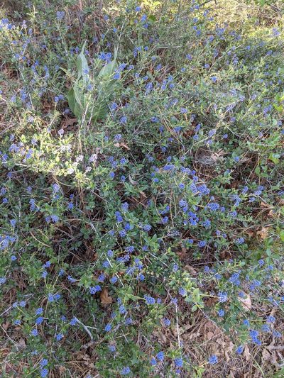 Ceanothus lemmonii, photographed by Trevor Van Loon