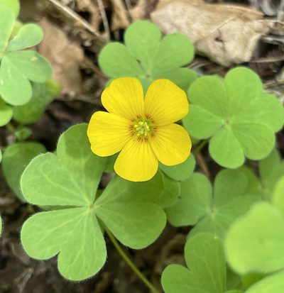 Oxalis suksdorfii, photographed by Barbara Banfield