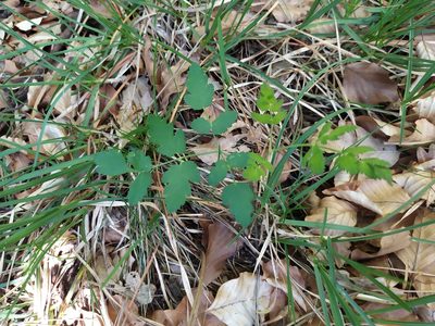 Peucedanum cervaria, photographed by carnifex