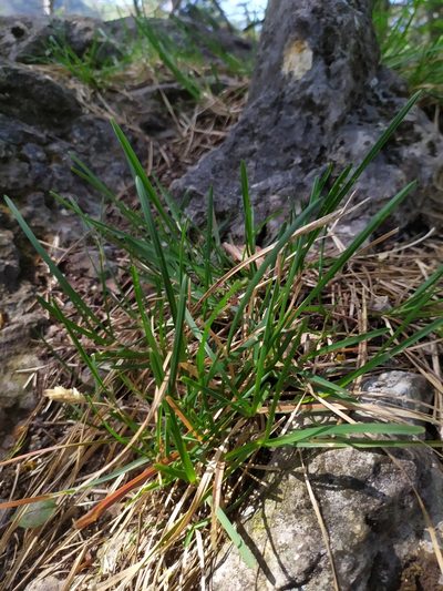 Sesleria albicans, photographed by carnifex