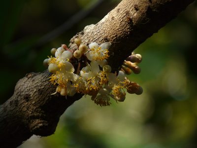 Mammea suriga, photographed by Dinesh Valke