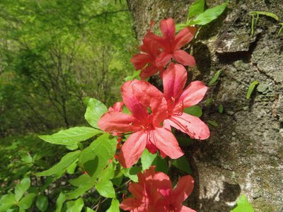 Rhododendron kaempferi, photographed by Marco Mussita