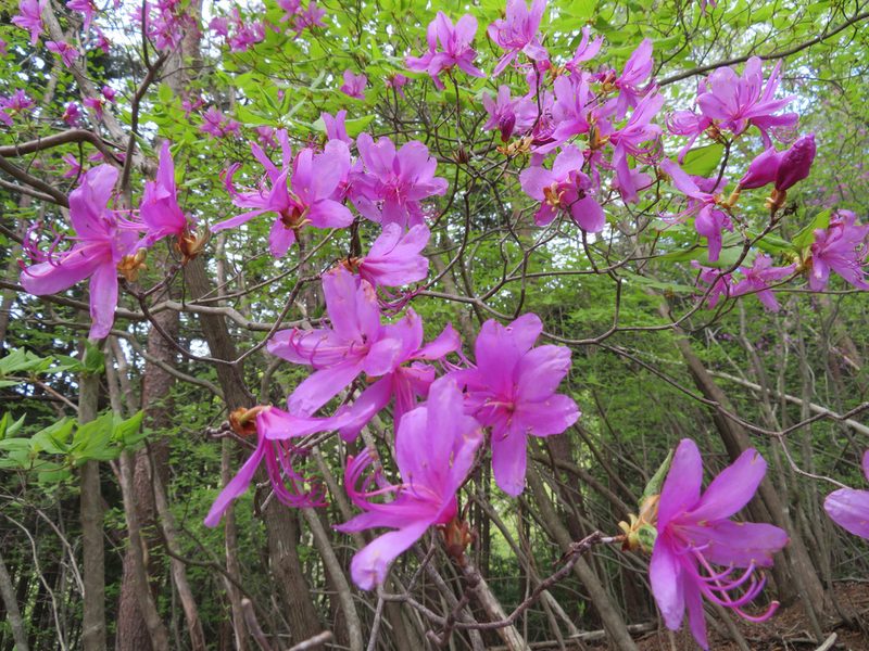 Rhododendron dilatatum, photographed by Marco Mussita