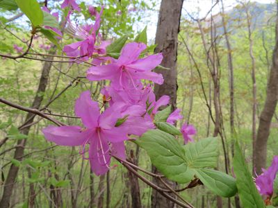 Rhododendron dilatatum, photographed by Marco Mussita