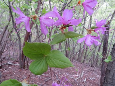 Rhododendron dilatatum, photographed by Marco Mussita