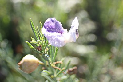 Psoralea axillaris, photographed by Di Turner