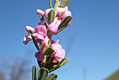 Indigofera flabellata, photographed by Di Turner