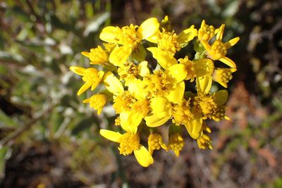 Senecio crenatus, photographed by Di Turner