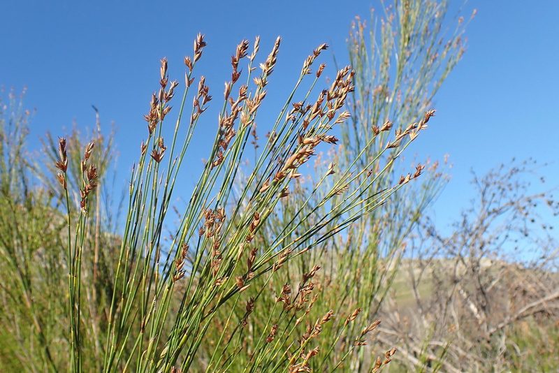 Platycaulos compressus, photographed by Di Turner
