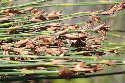 Platycaulos compressus, photographed by Di Turner