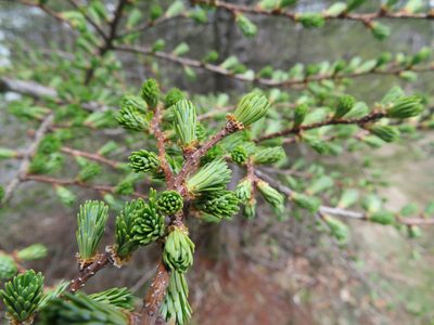 Larix kaempferi, photographed by Marco Mussita