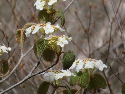 Viburnum furcatum, photographed by Marco Mussita