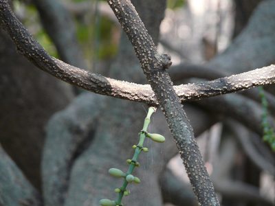 Gnetum edule, photographed by Dinesh Valke