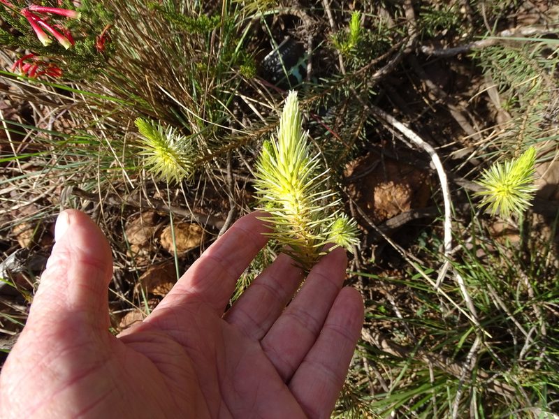 Phylica velutina, photographed by Shaun Swanepoel