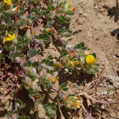 Acmispon brachycarpus, photographed by Ken-ichi Ueda
