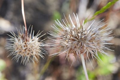 Microseris douglasii, photographed by Ken-ichi Ueda