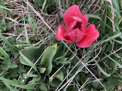Tulipa gesneriana, photographed by Pavel Kacl