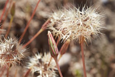 Stebbinsoseris heterocarpa, photographed by Ken-ichi Ueda
