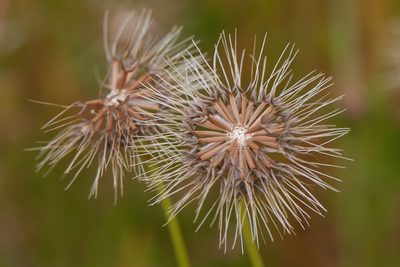 Microseris douglasii, photographed by Ken-ichi Ueda
