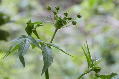 Cicuta douglasii, photographed by Ken-ichi Ueda