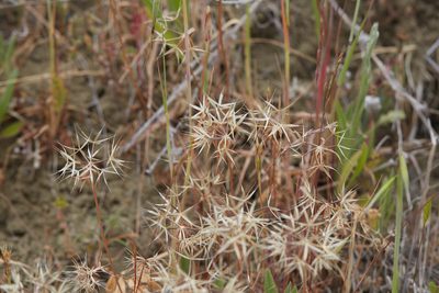Stebbinsoseris heterocarpa, photographed by Ken-ichi Ueda