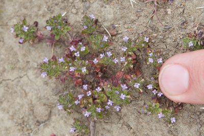 Pogogyne serpylloides, photographed by Ken-ichi Ueda