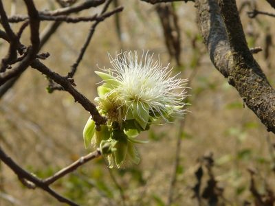 Careya arborea, photographed by Dinesh Valke