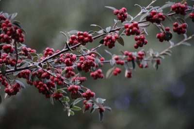 Cotoneaster pannosus, photographed by Tony Rebelo
