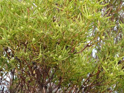 Leucadendron eucalyptifolium, photographed by Shaun Swanepoel