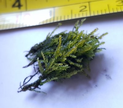 Heterocladium heteropterum, photographed by Helen Waterman