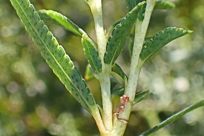 Empleurum unicapsulare, photographed by Di Turner