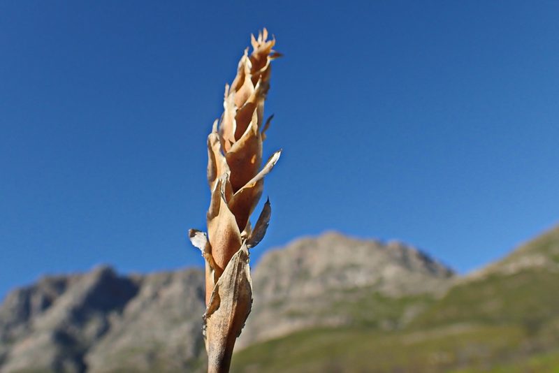 Elegia fistulosa, photographed by Di Turner
