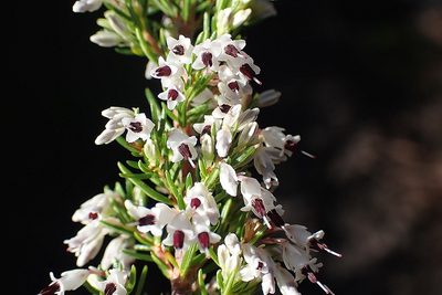 Erica fuscescens, photographed by Di Turner