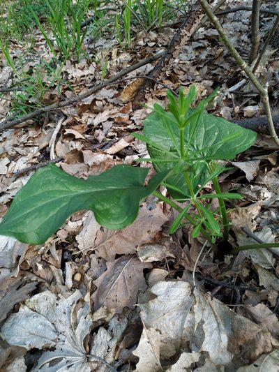 Arum besserianum, photographed by Богдан Кученко