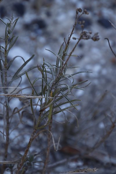 Senecio rosmarinifolius, photographed by Tony Rebelo